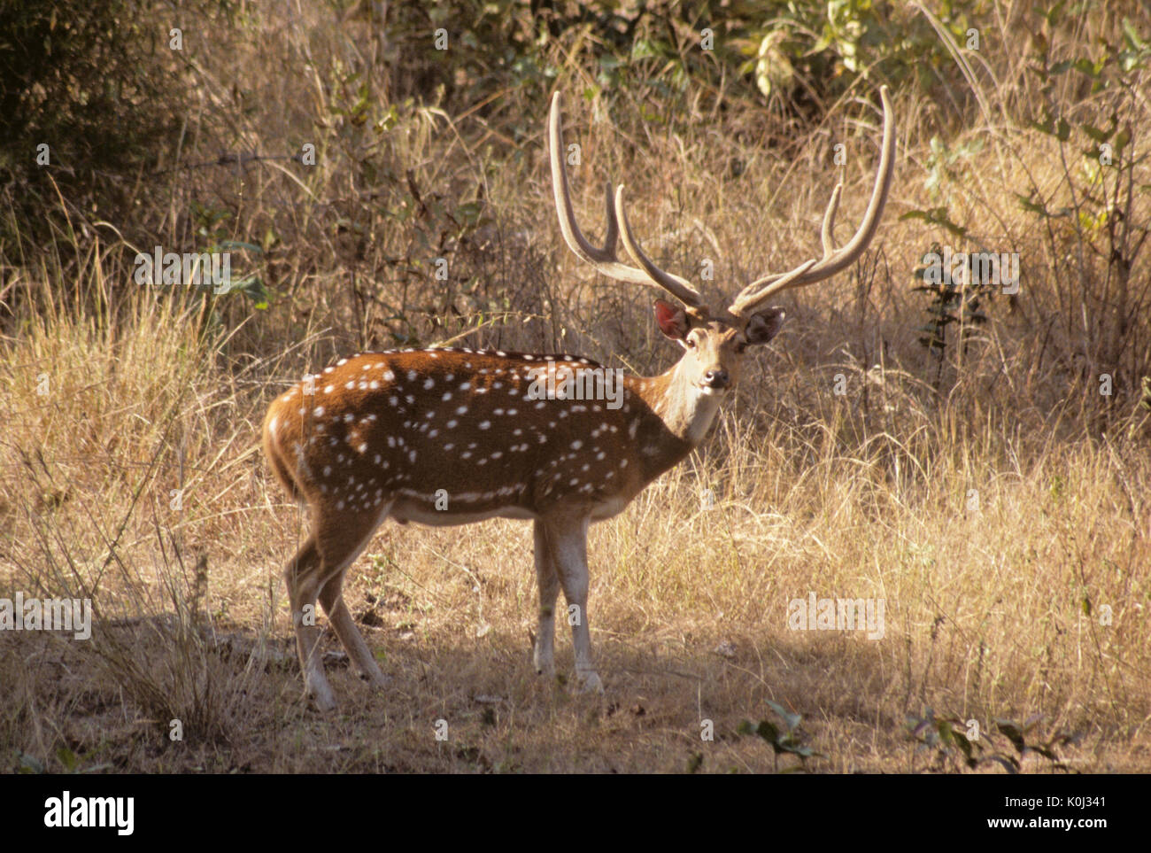 Männliche Spotted Deer (chital, Achse Hirsche), Bandhavgarh Nationalpark, Madhya Pradesh, Indien Stockfoto