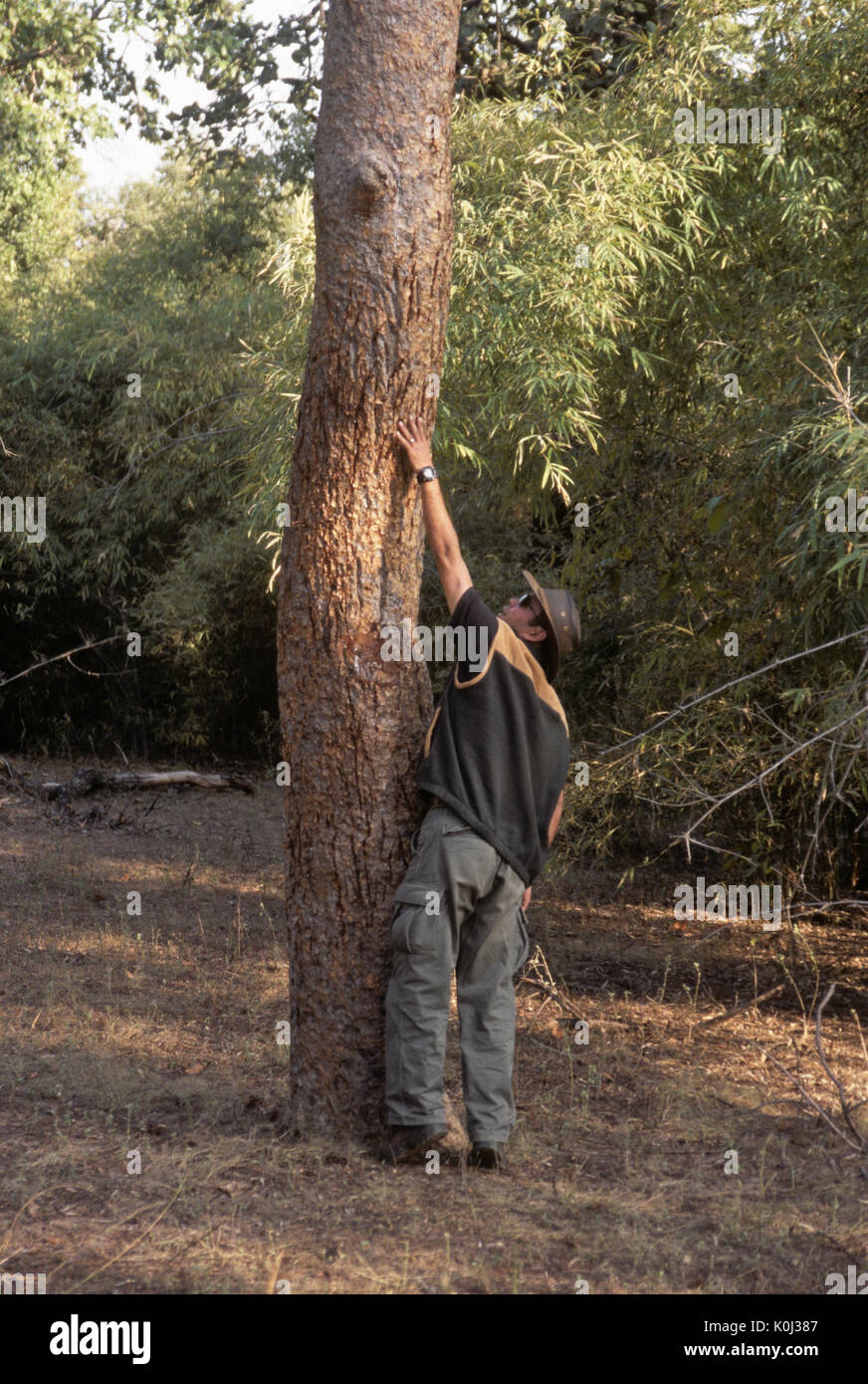 Leitfaden zeigt, Höhe der Bengal Tiger Claw Markierungen auf Baumstamm, Bandhavgarh Nationalpark, Madhya Pradesh, Indien Stockfoto