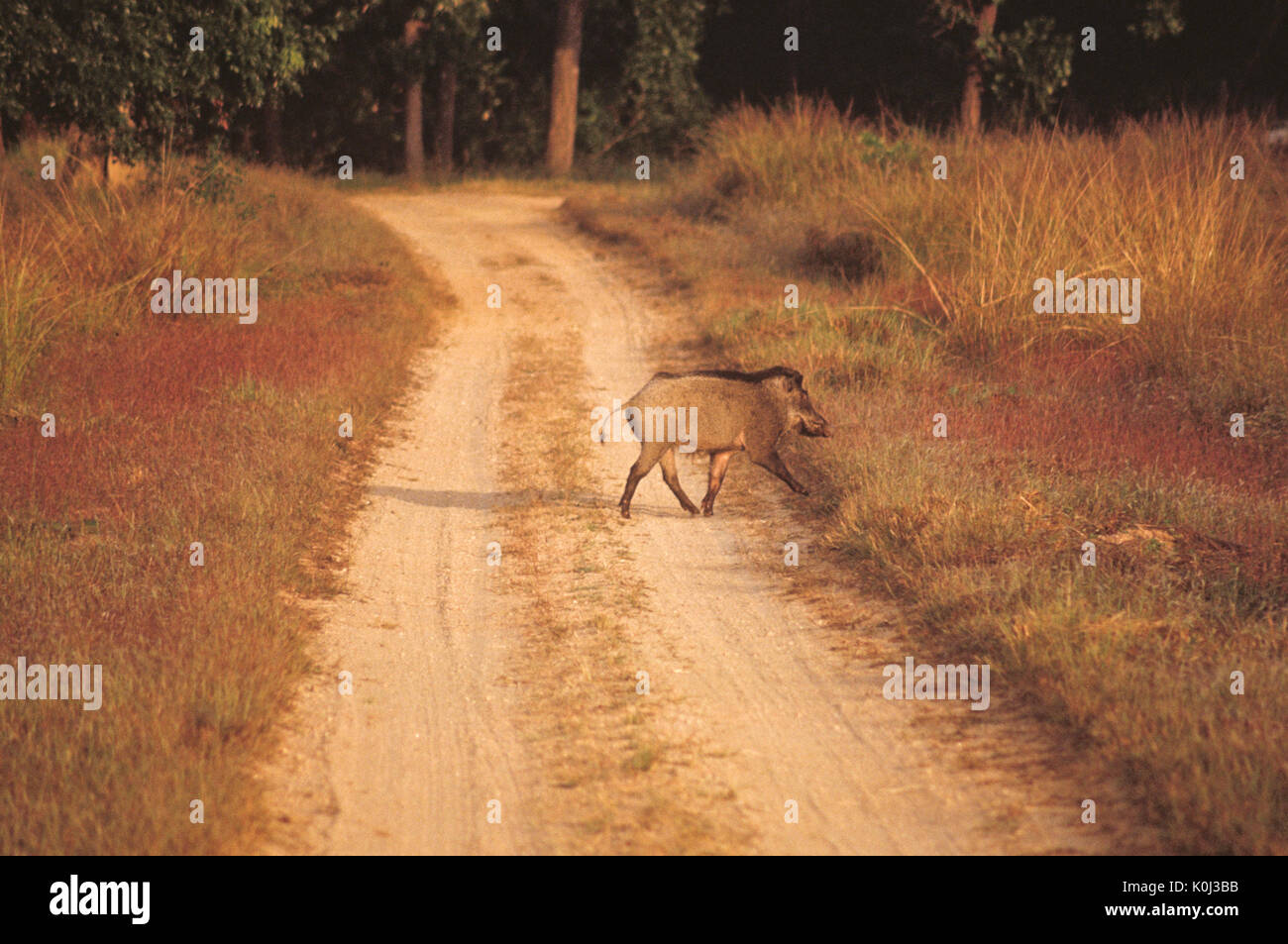 Wildschwein Crossing Road, Kanha Nationalpark, Madhya Pradesh, Indien Stockfoto