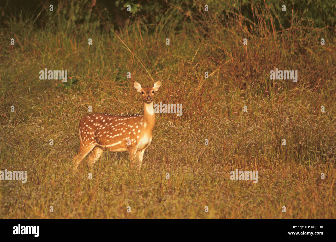 Chital (Rehe oder Hirsche gesichtet), Kanha Nationalpark, Madhya Pradesh, Indien Stockfoto