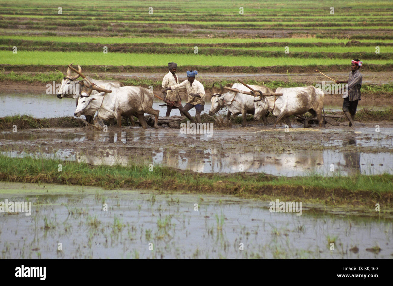 Bauern pflügen Reisfeld mit Ochsen, Kerala, Indien Stockfoto