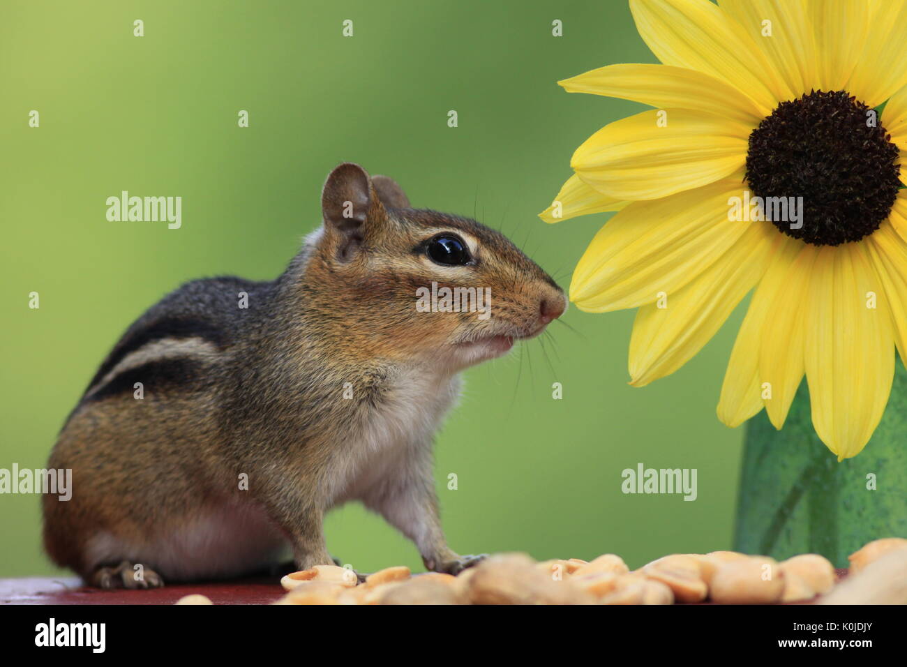 Adorable östlichen Streifenhörnchen (Tamias striatus) essen Erdnüsse nächste Sonnenblume Zitrone Stockfoto