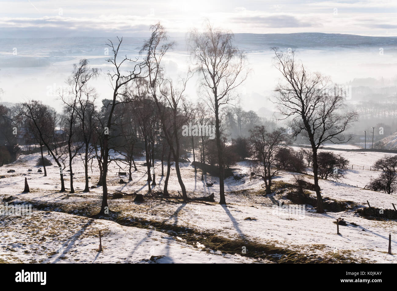 Winter Bäume auf Crawleyside Bank über einen nebelhaften Stanhope, County Durham, UK. Stockfoto