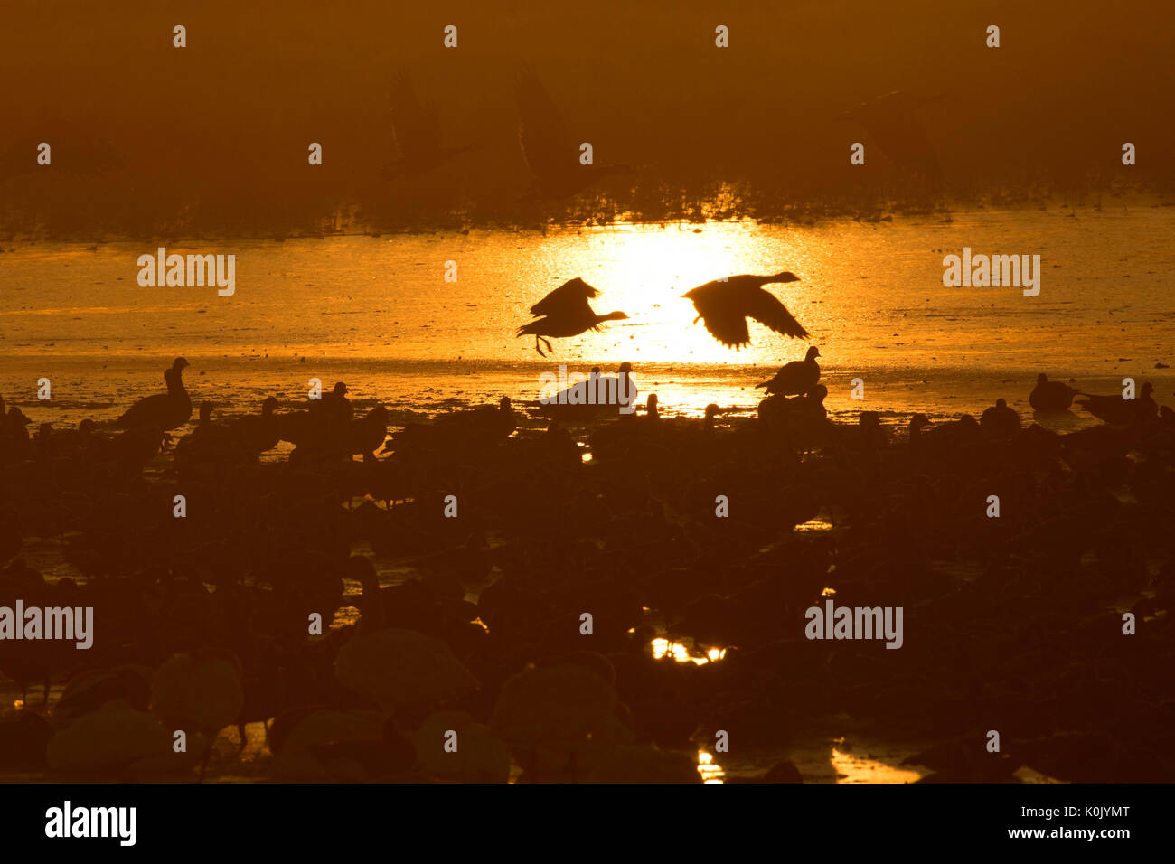 Kanada Gänse Silhouette auf gefrorenen Eagle Marsh, Ankeny National Wildlife Refuge, Oregon Stockfoto