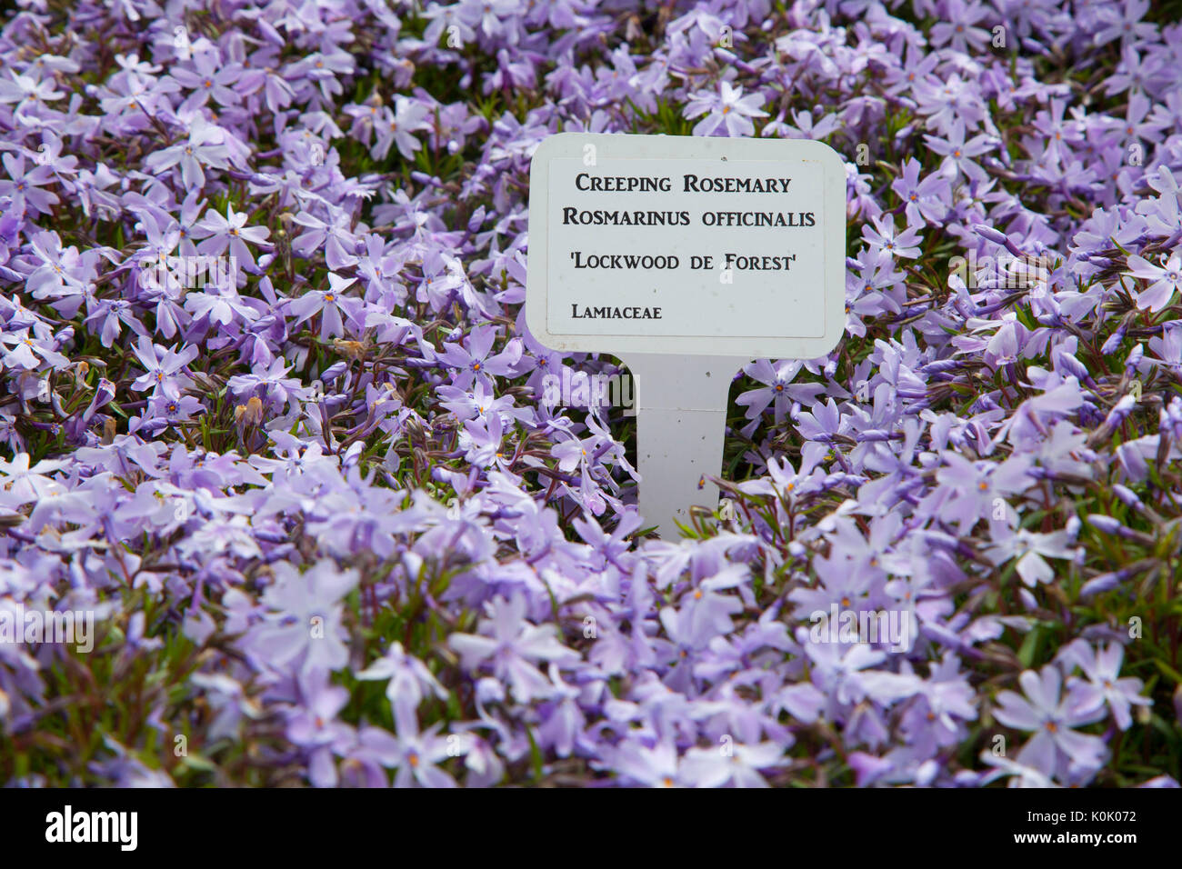 Schleichende Rosmarin (Rosmarinus officinalis), Oregon Garten, Silverton, Oregon Stockfoto