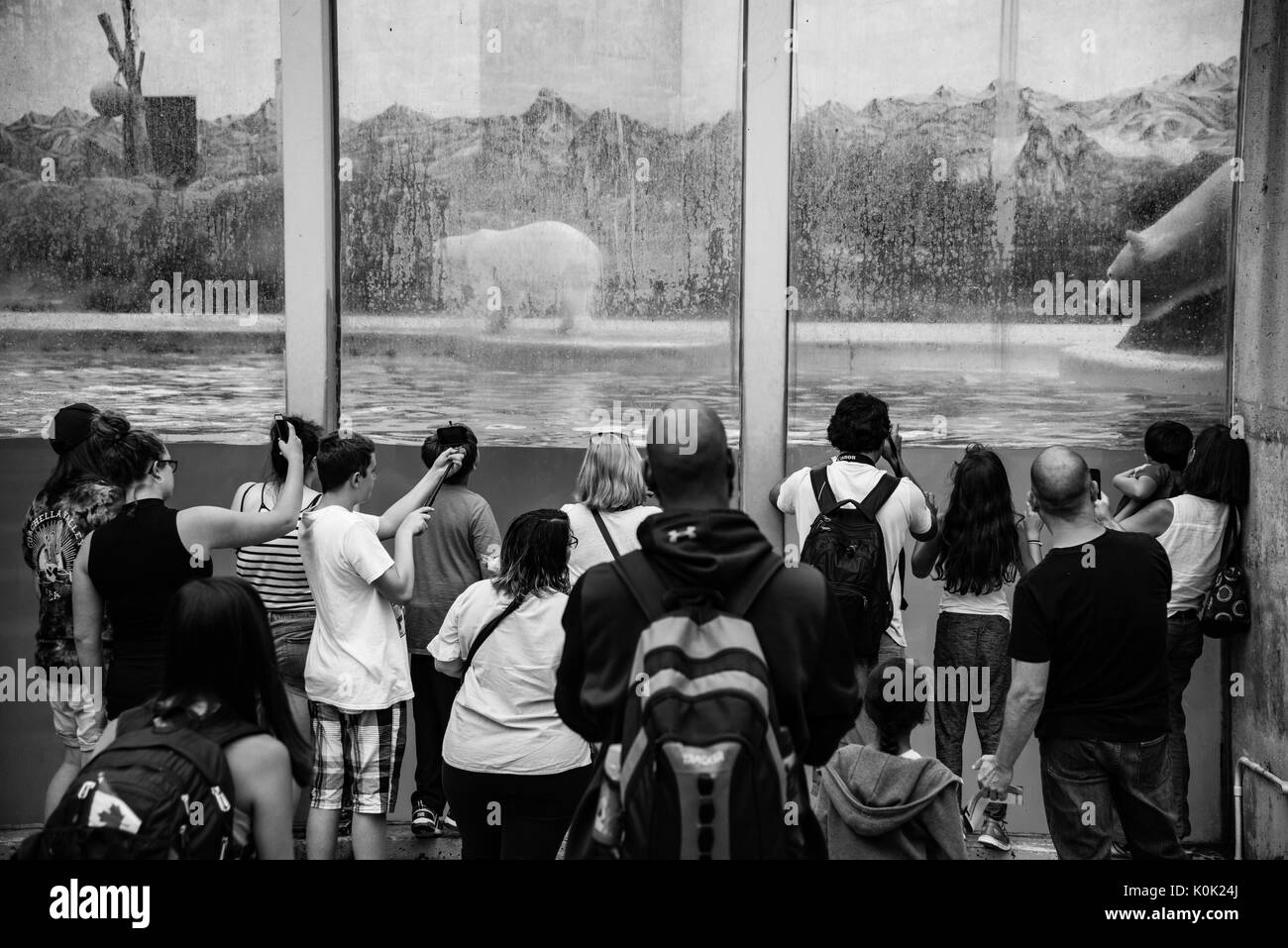 Quebec City - Juli 07, 2017: die Menschen, die Bilder von Eisbären in Quebec Aquarium. Stockfoto