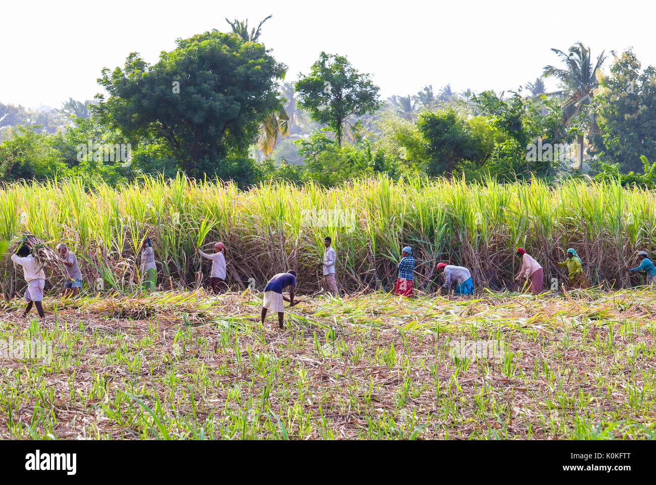 Indische Bauern, die in Zuckerrohr Feld früh am Morgen in der Nähe von Hampi, Karnataka, Indien Am 17. August 2016 Stockfoto