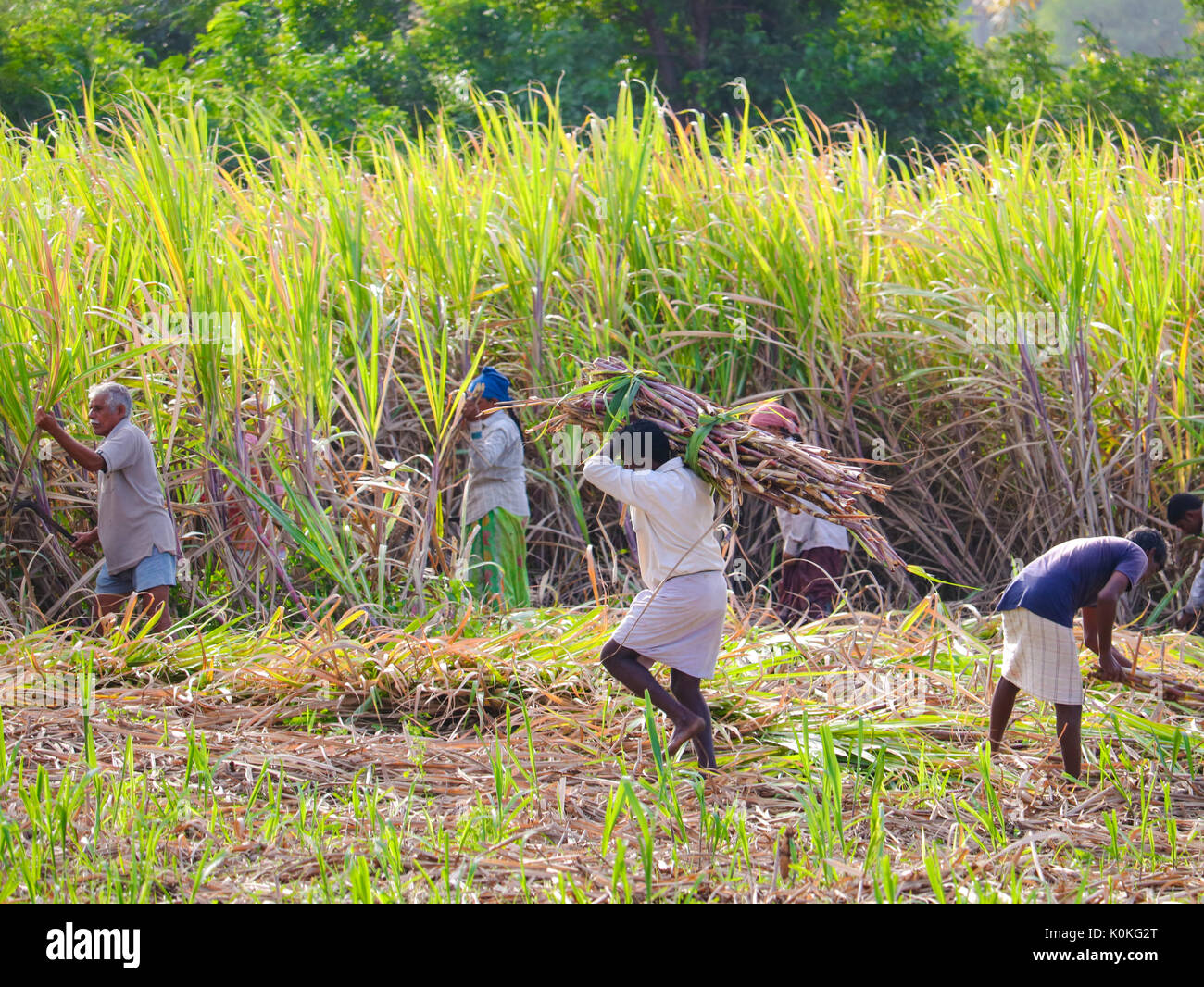 Indische Bauern, die in Zuckerrohr Feld früh am Morgen in der Nähe von Hampi, Karnataka, Indien Am 17. August 2016 Stockfoto