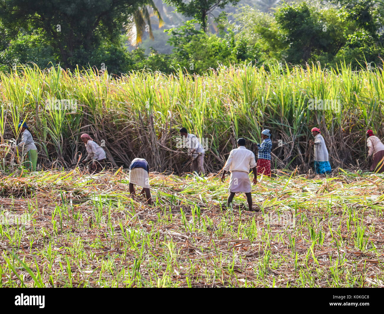 Indische Bauern, die in Zuckerrohr Feld früh am Morgen in der Nähe von Hampi, Karnataka, Indien Am 17. August 2016 Stockfoto