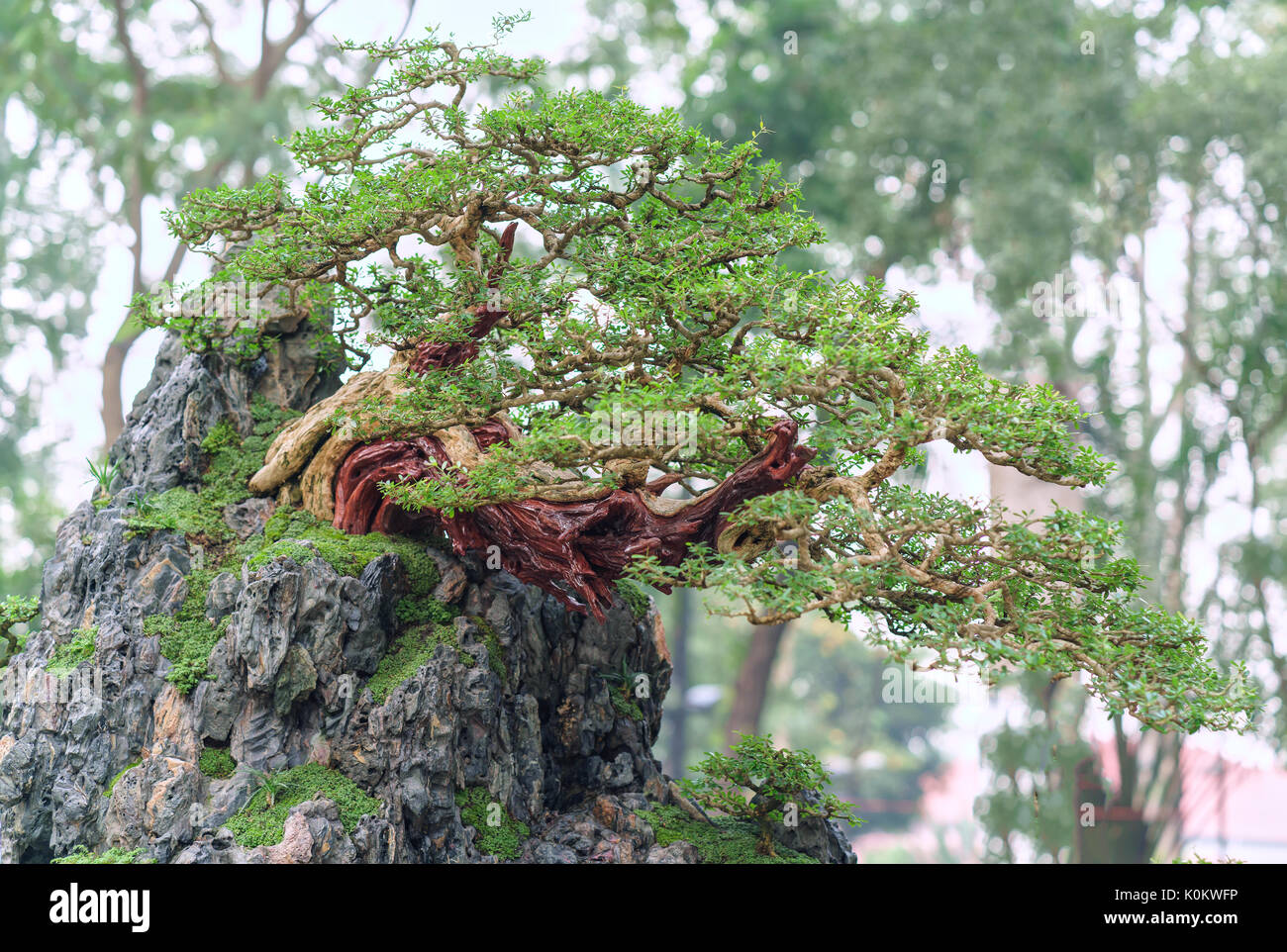 Bonsai und Penjing mit Miniatur schne in der Natur Stockfotografie - Alamy