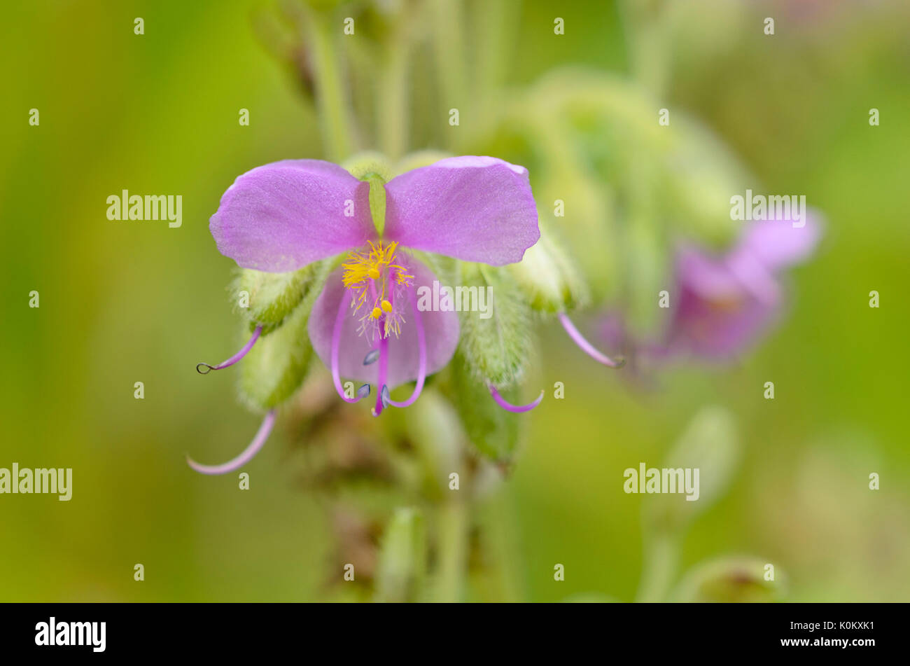 Tränen der Witwe (tinantia Erecta) Stockfoto