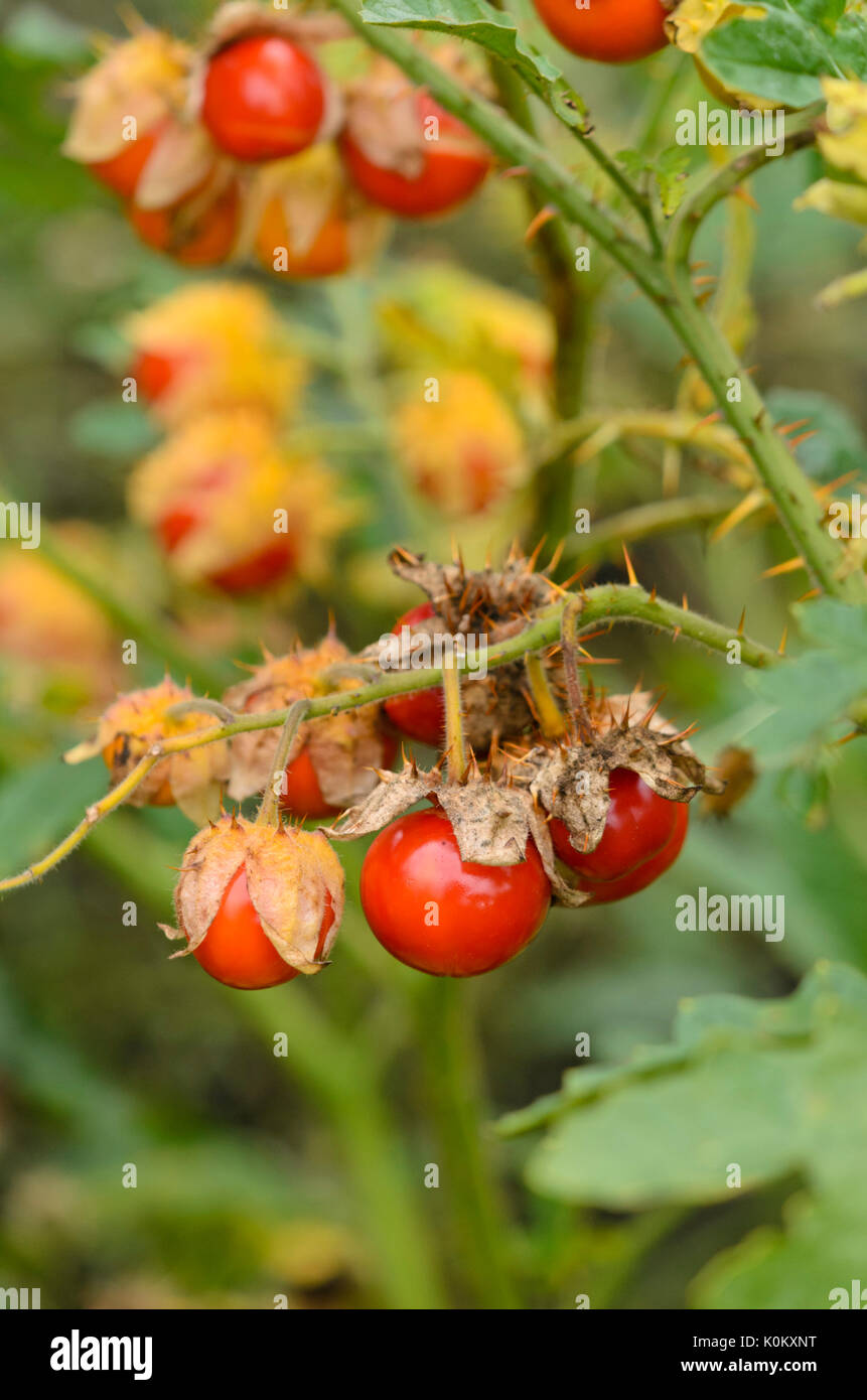 Klebrige Nachtschatten (Solanum sisymbriifolium) Stockfoto