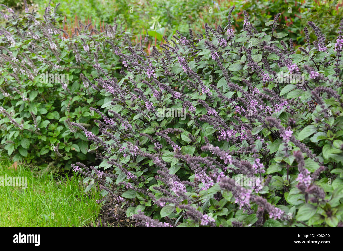 Basilikum (Ocimum Basilicum) Stockfoto