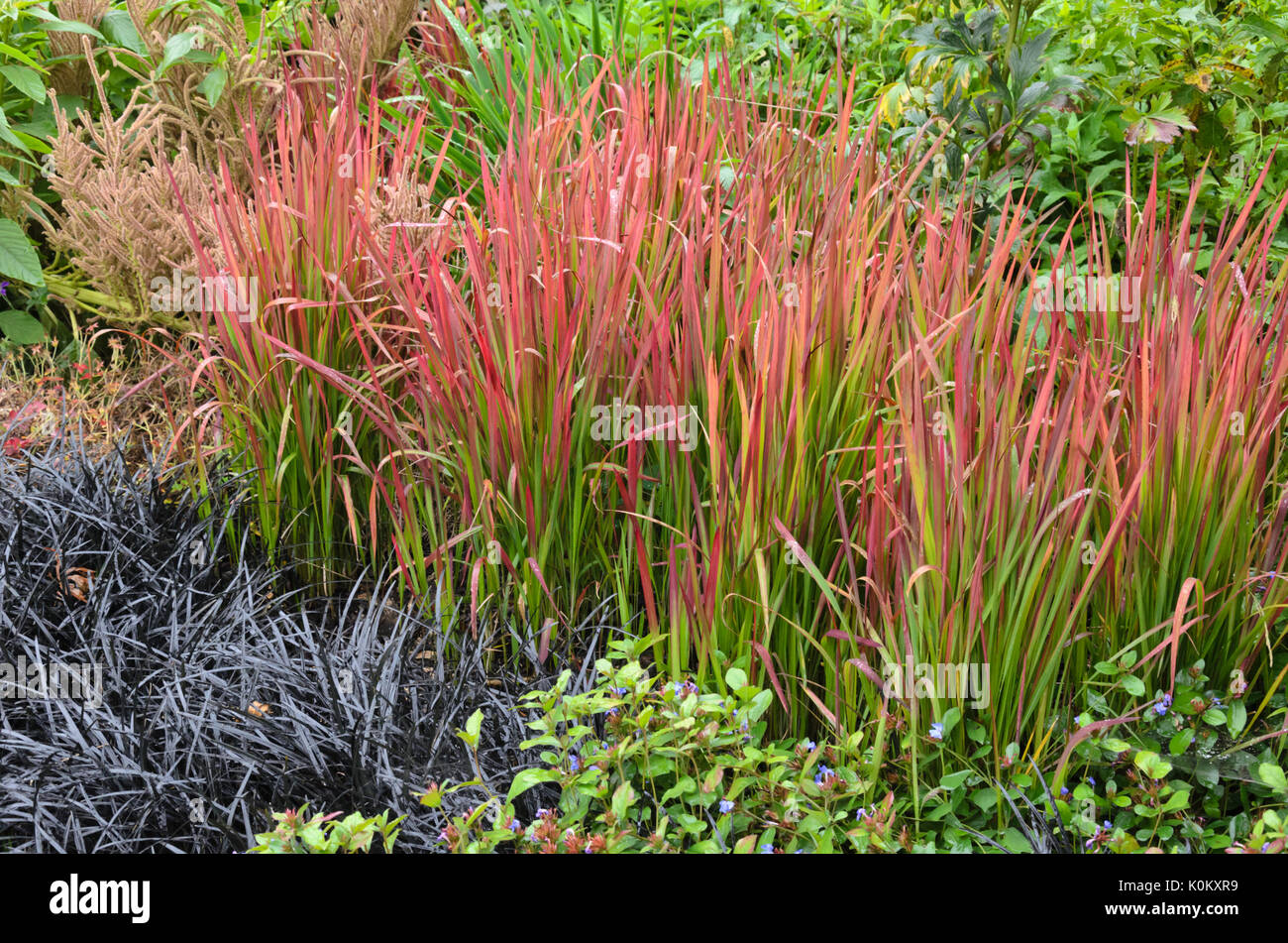 Japanische Blut Gras (Imperata cylindrica Red Baron' syn. Imperata cylindrica 'Alba') und Schwarz mondo (Ophiopogon planiscapus 'nigrescens') Stockfoto