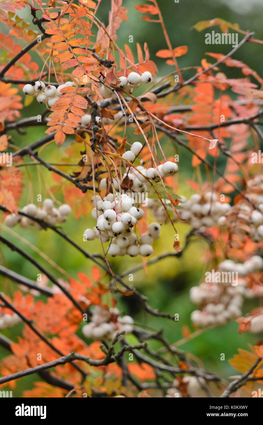 Sorbus koehneana Stockfoto