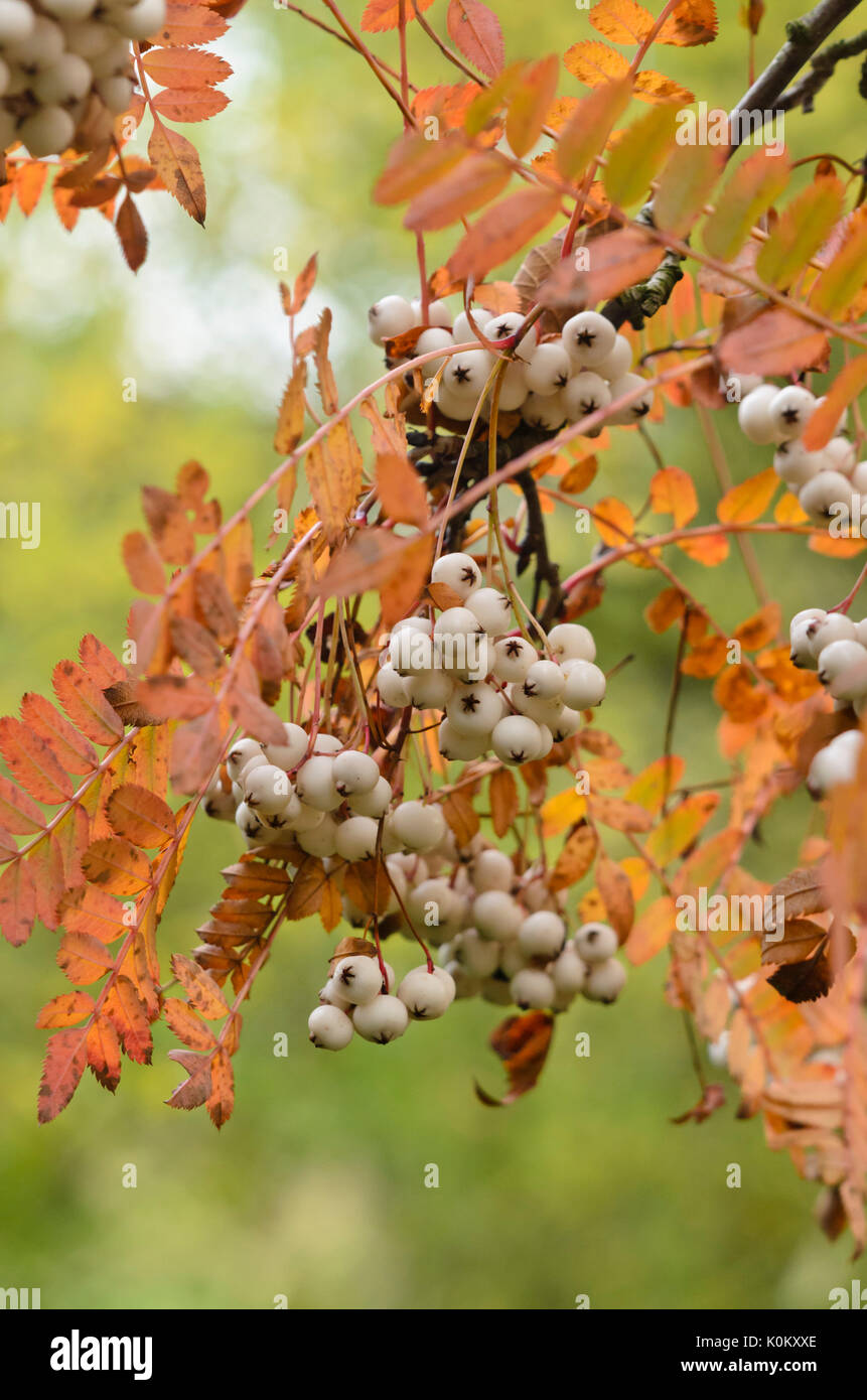 Sorbus koehneana Stockfoto