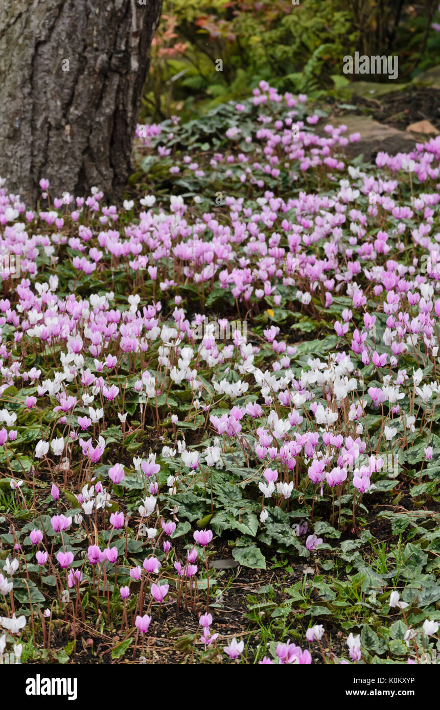 Ivy-leaved Alpenveilchen (Cyclamen Hederifolium syn. Cyclamen neapolitanum) Stockfoto