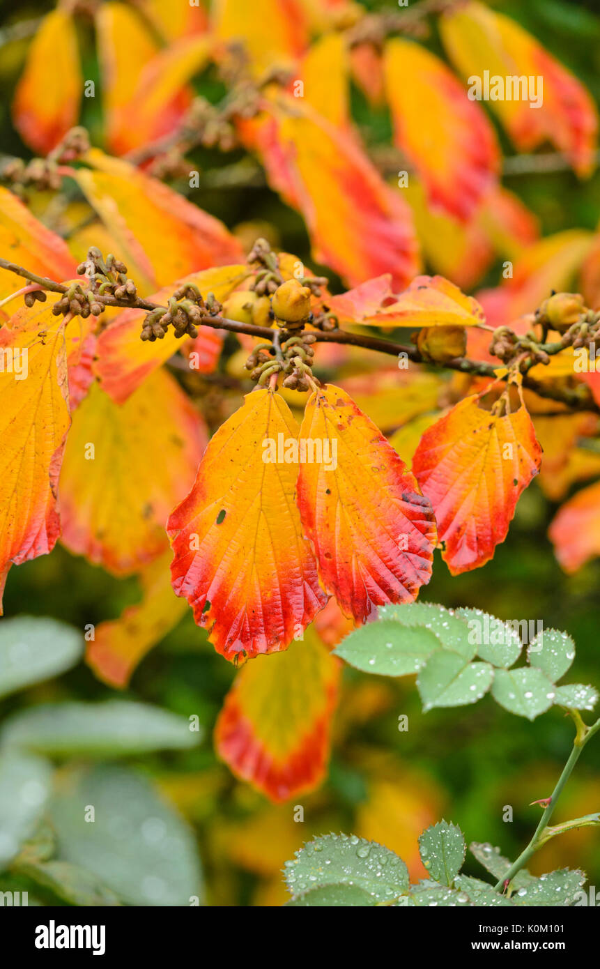 Chinesische Zaubernuss (hamamelis Mollis) Stockfoto