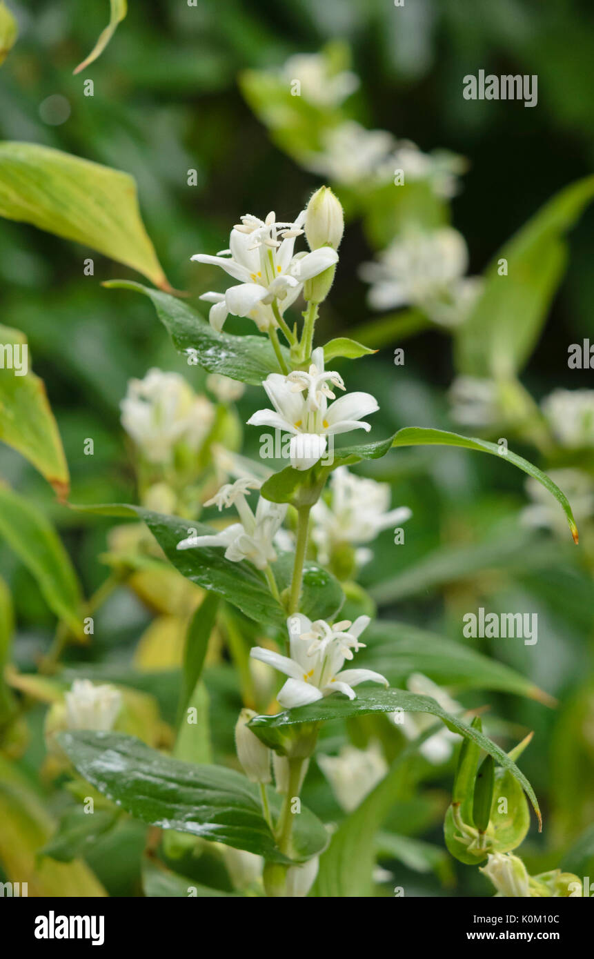 Japanische toad Lily (tricyrtis hirta 'Alba') Stockfoto