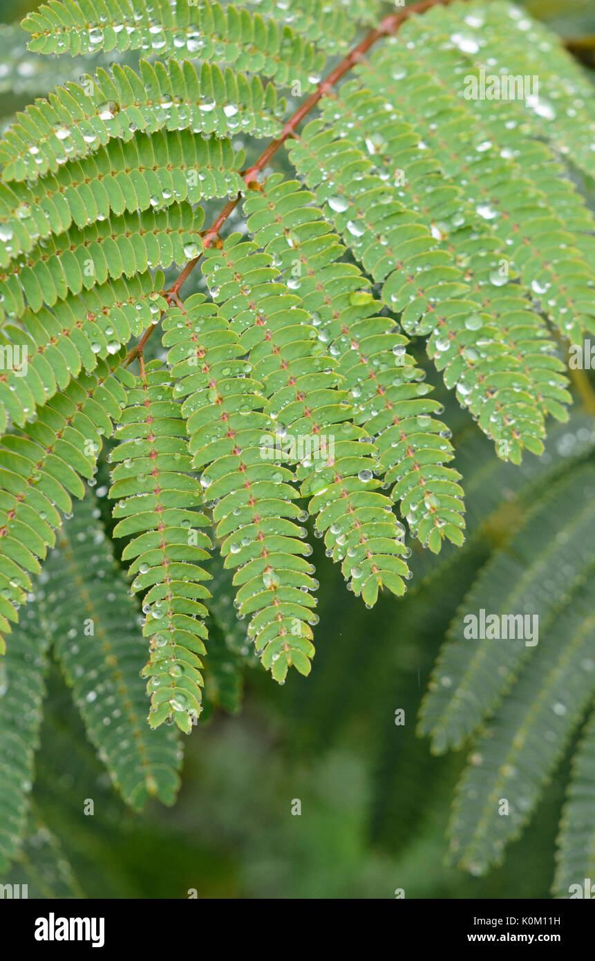Silk Tree (albizia julibrissin) Stockfoto