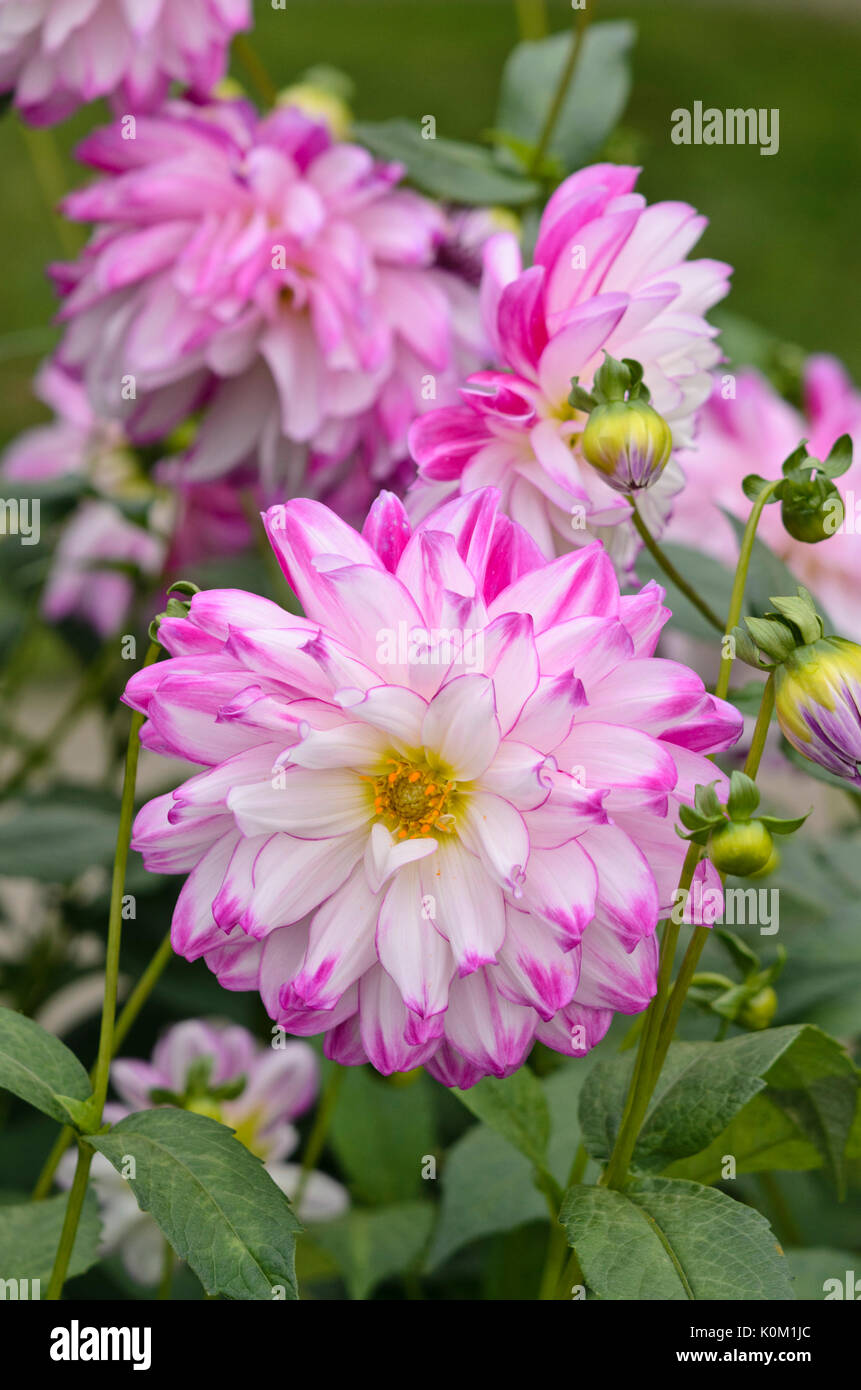Dekorative Dahlie (Dahlia, Dun It) Stockfoto