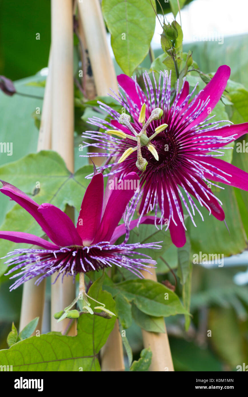 Passionsblume (passiflora Crimson Tears) Stockfoto