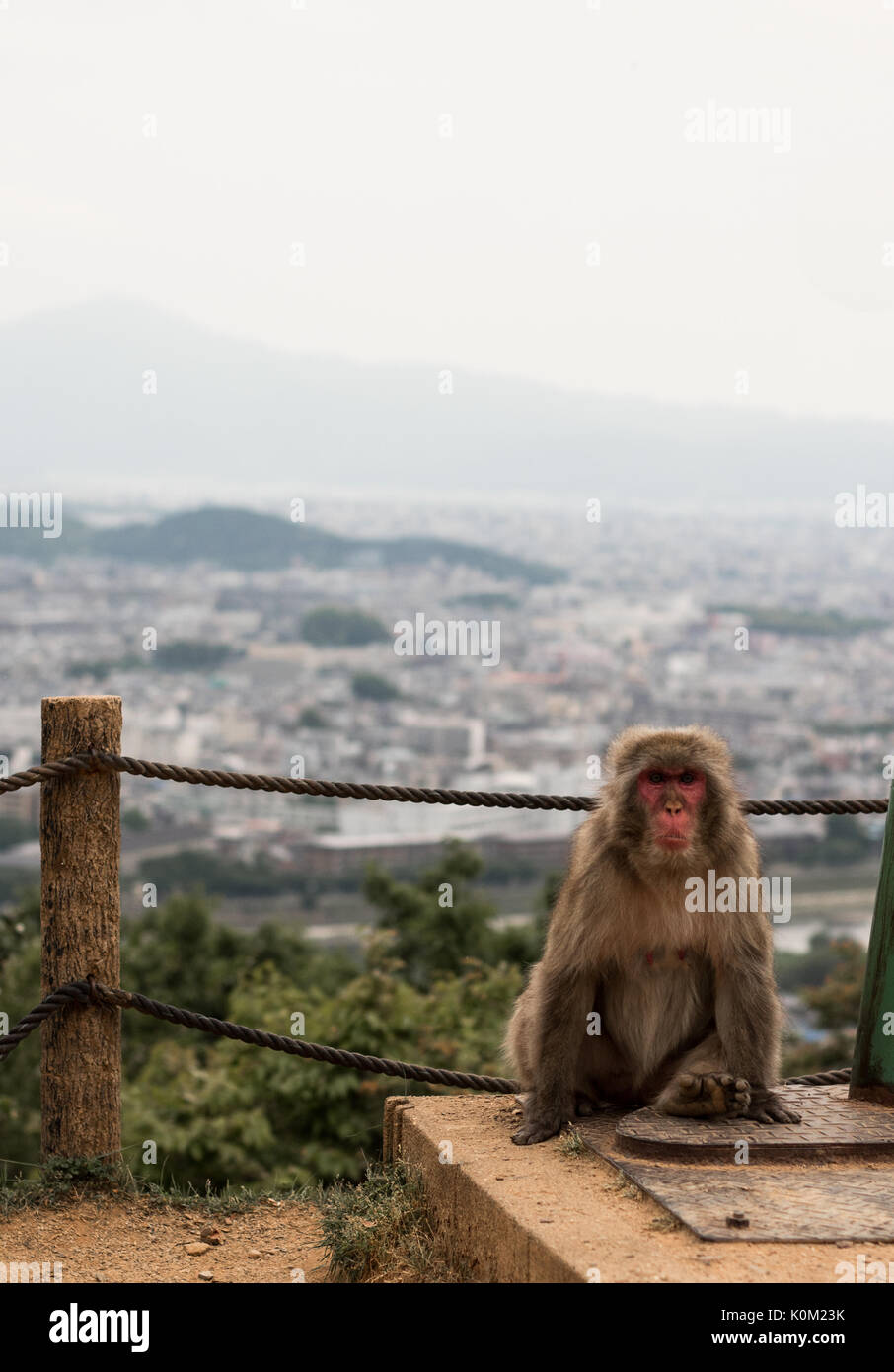 Ruhe japanische macaque Affen sitzt mit zurück nach Kyoto City Landschaft in Asien mit Bergen im Hintergrund Stockfoto