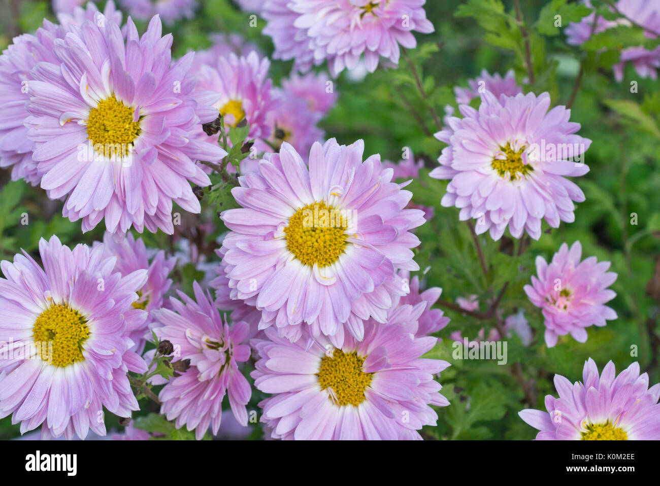 Chrysantheme (chrysanthemum Indicum "karminsilber') Stockfoto