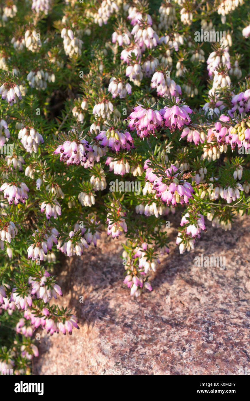 Winter Heidekraut (Erica oleracea 'Winter Beauty' syn. Erica herbacea 'Winter Beauty') Stockfoto
