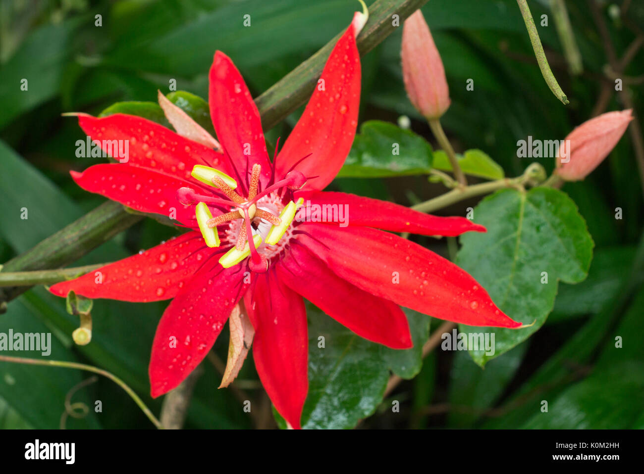 Weinstock-leaved Passionsblume (passiflora vitifolia ) Stockfoto