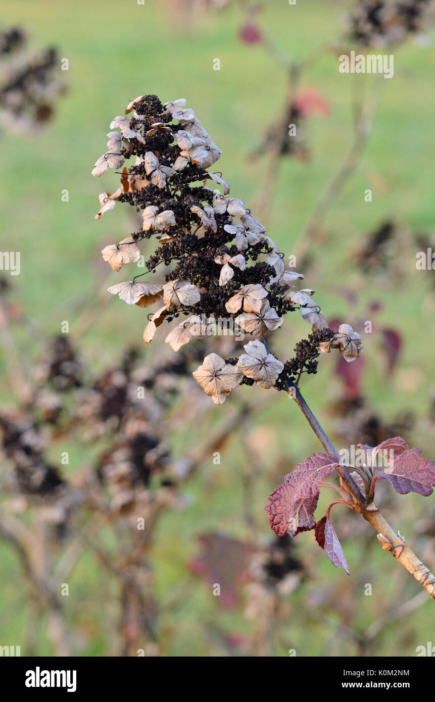 Eiche-leaved Hortensie (Hydrangea quercifolia) Stockfoto