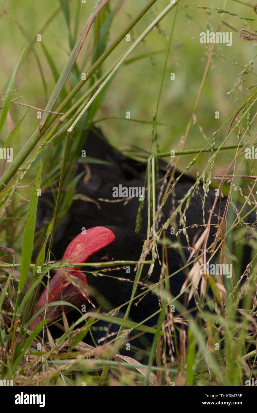 Pukeko (Porphyrio melanotus) Stockfoto