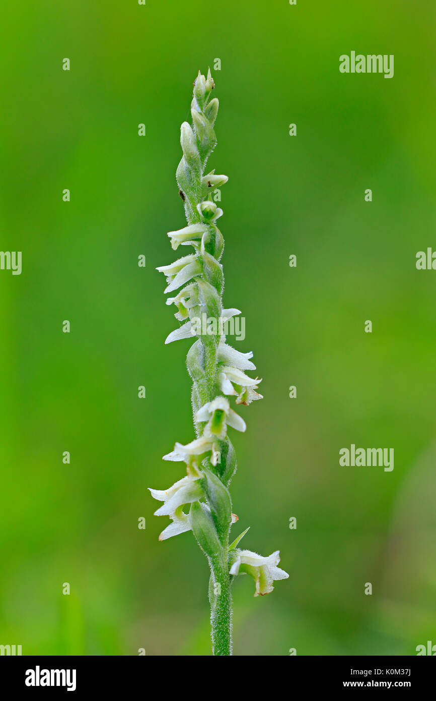 Der Herbst Lady Tresses Blume Spike Stockfoto