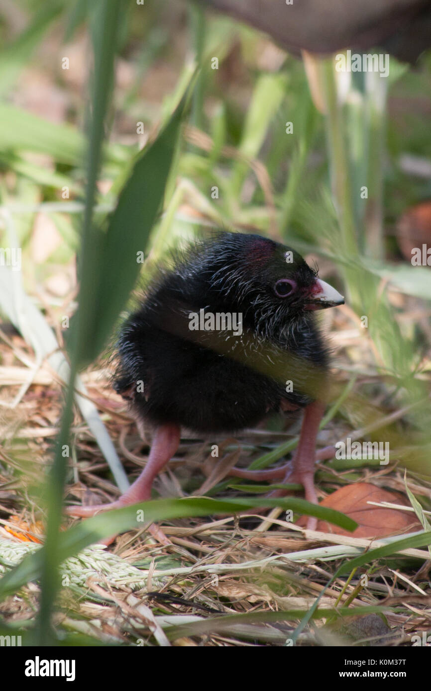 Pukeko (Porphyrio melanotus) Stockfoto