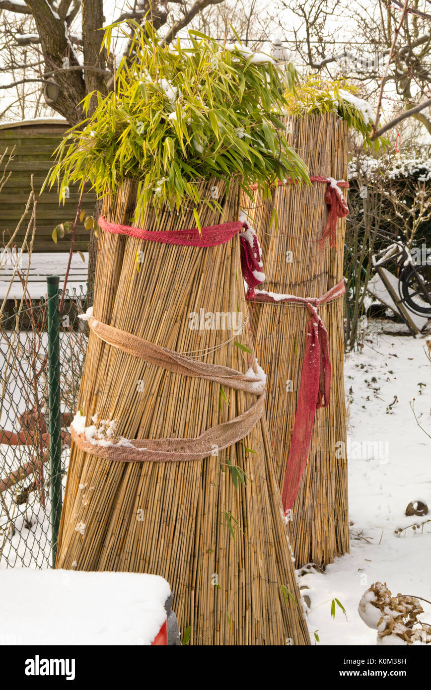 Bambus mit Winter Schutz Stockfoto