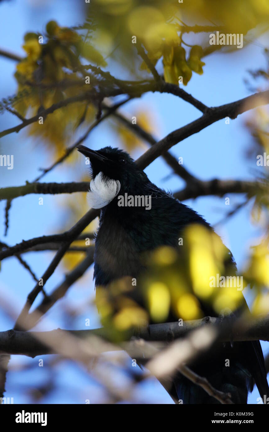 Tui (Prosthemadera novaeseelandiae) Stockfoto