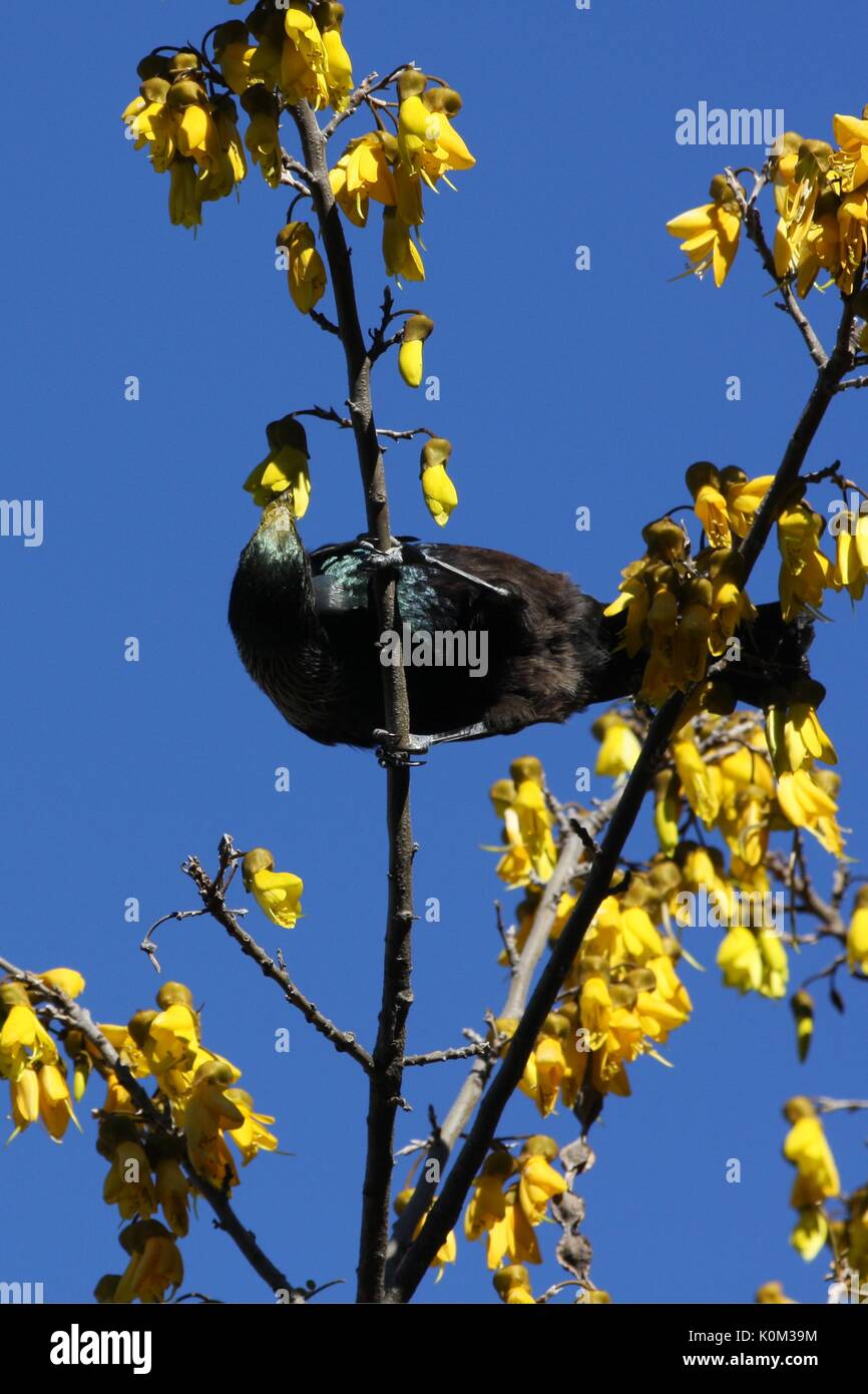 Tui (Prosthemadera novaeseelandiae) Stockfoto