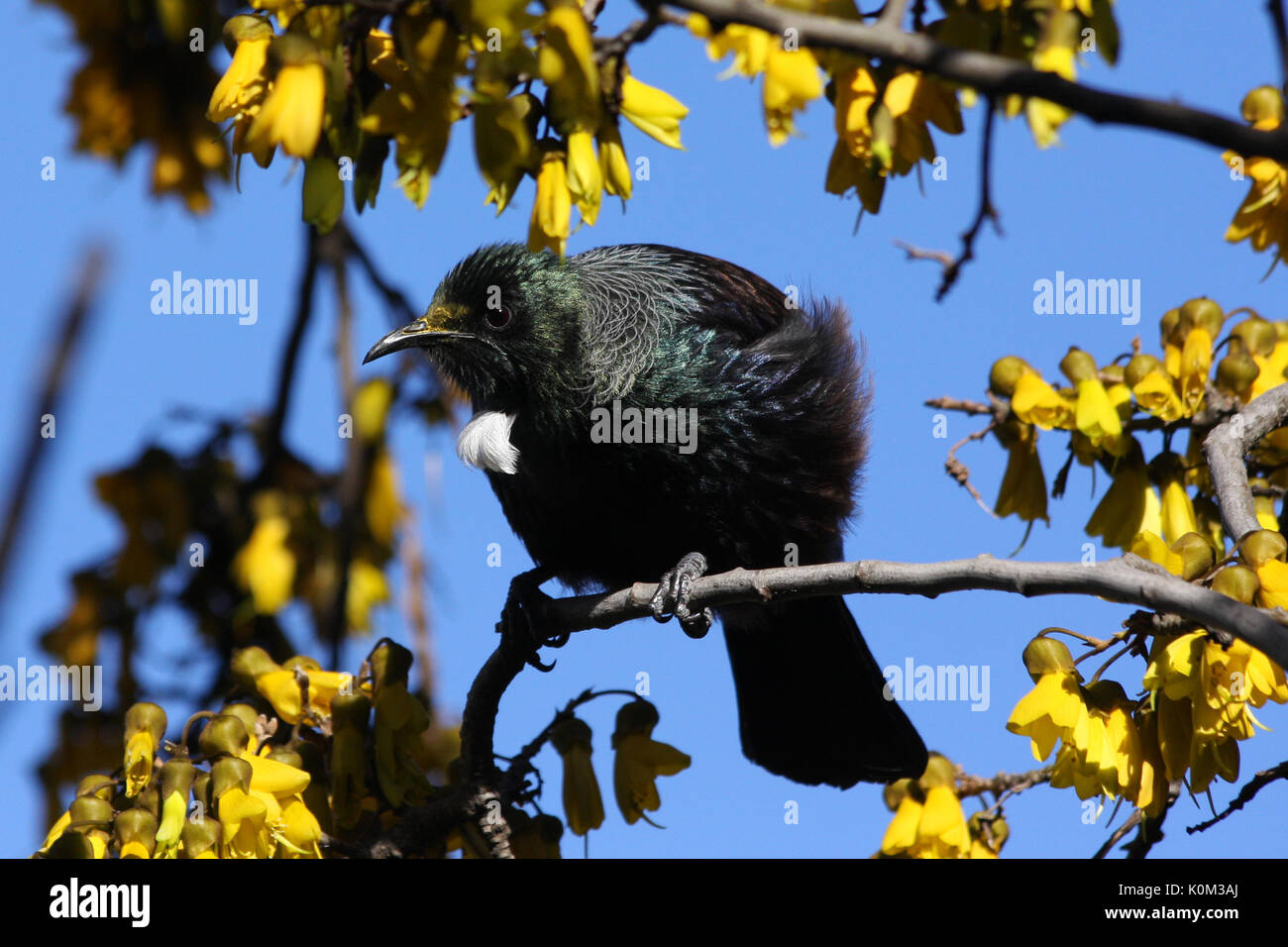 Tui (Prosthemadera novaeseelandiae) Stockfoto
