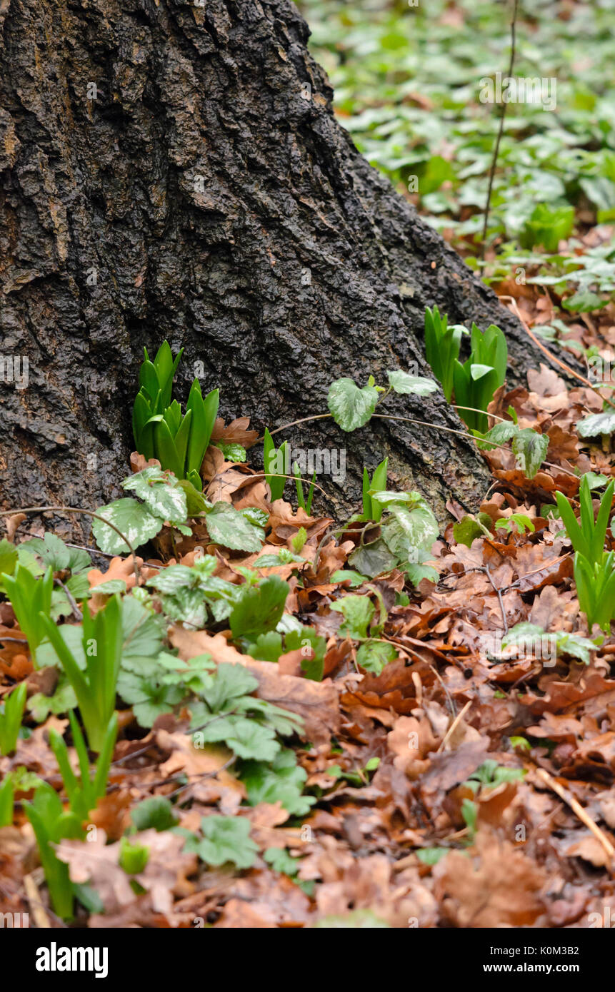 Hyazinthen (HYACINTHUS) Stockfoto