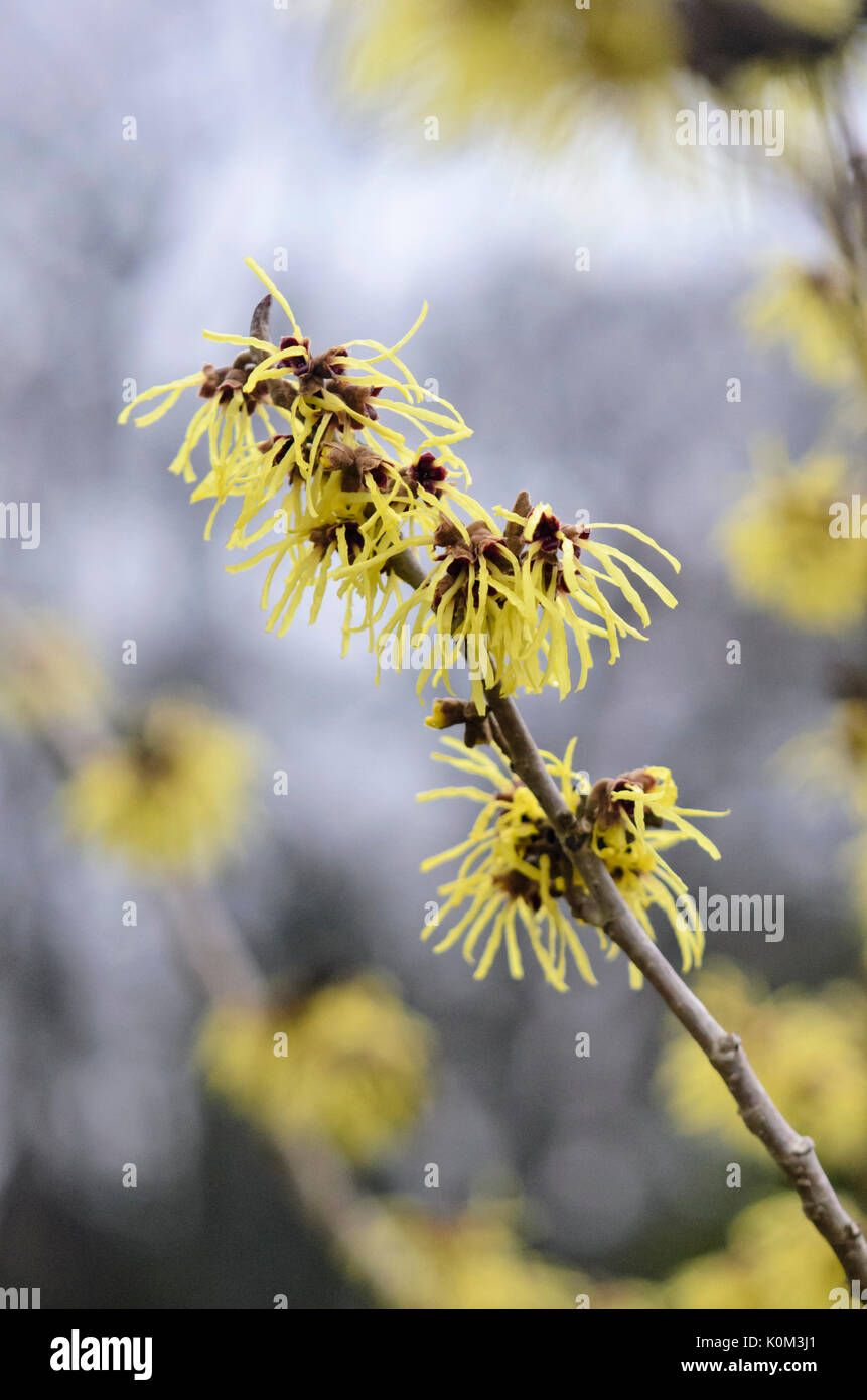 Zaubernuss (hamamelis x intermedia 'primavera') Stockfoto