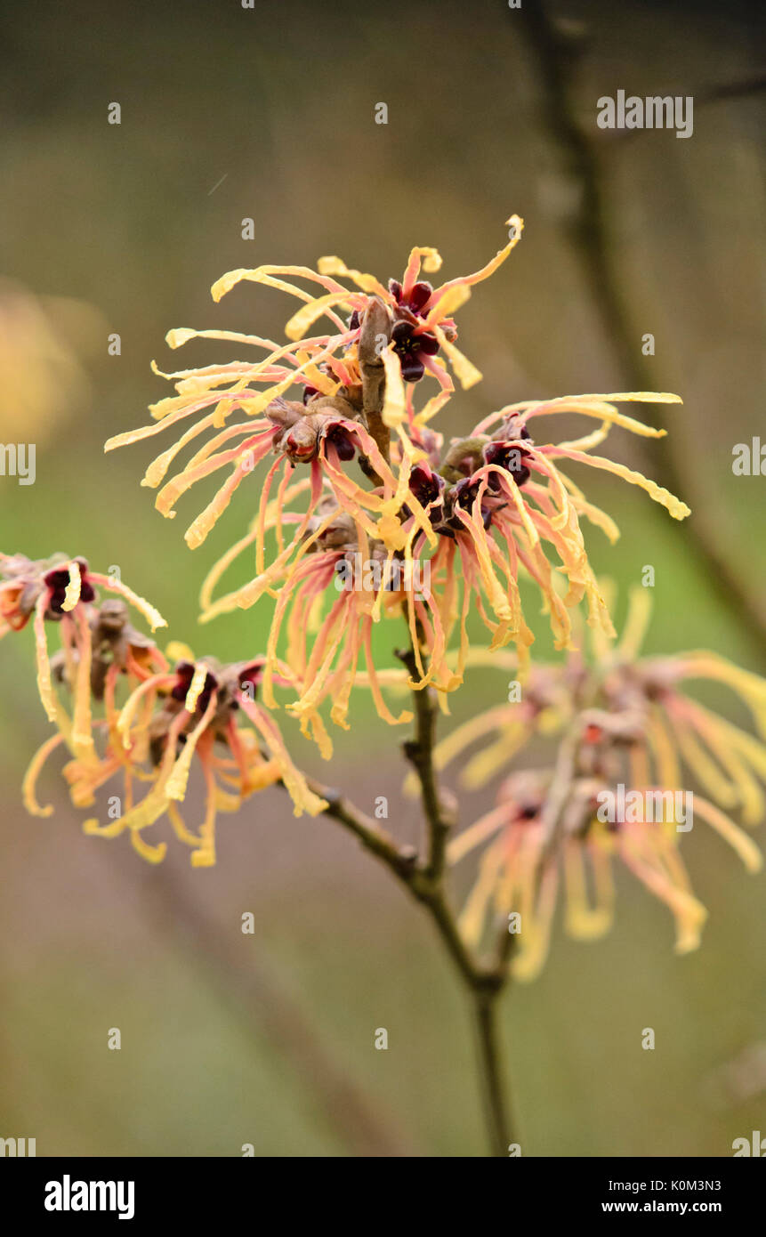 Zaubernuss (hamamelis x intermedia 'Aurora') Stockfoto