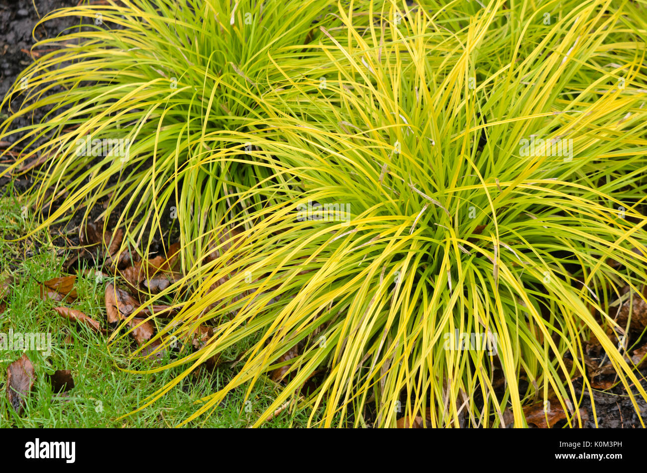 Japanische Segge (carex glauca 'everillo' syn. Carex hachijoensis 'everillo') Stockfoto