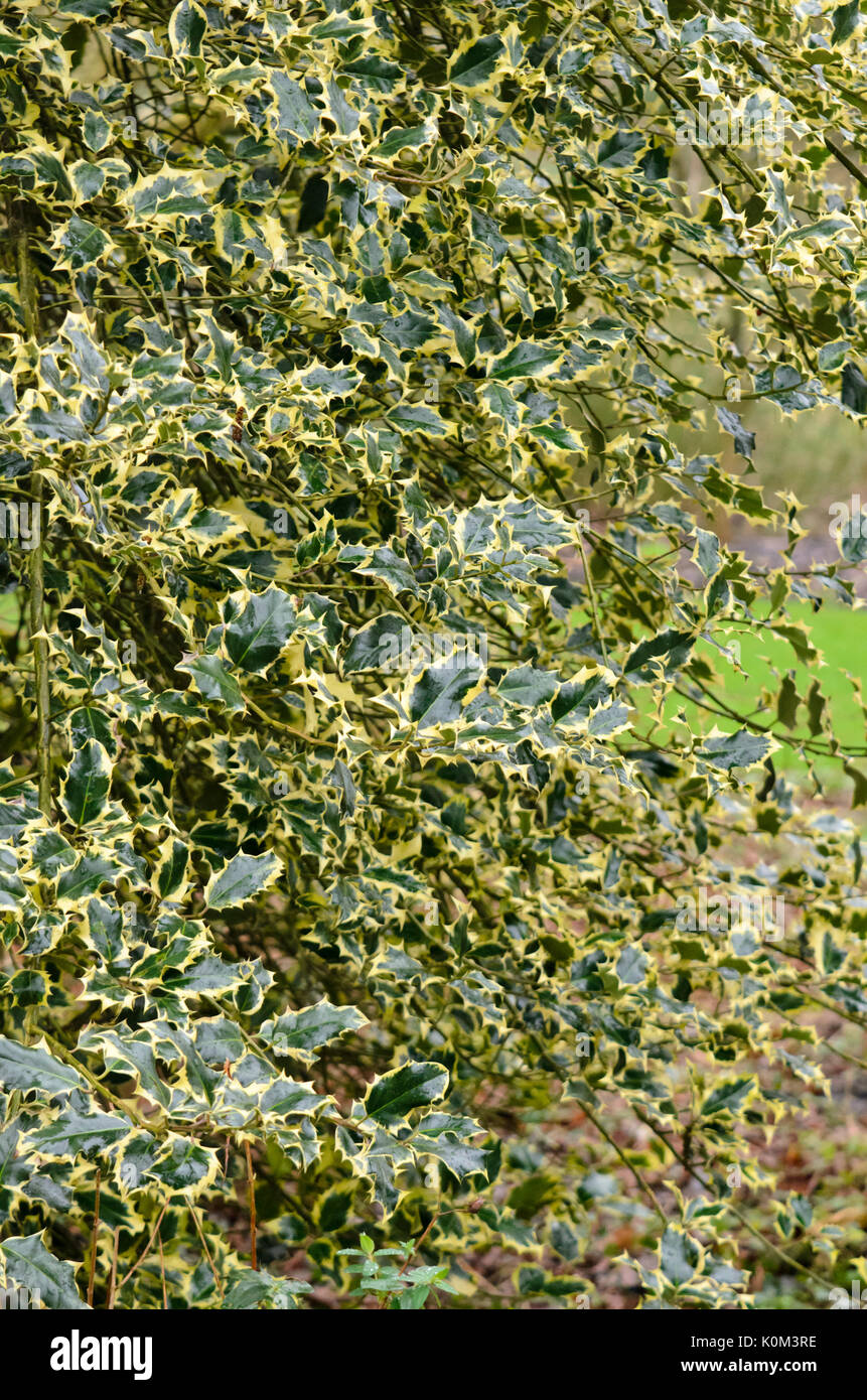 Gemeinsame Stechpalme (Ilex aquifolium 'Aureomarginata') Stockfoto