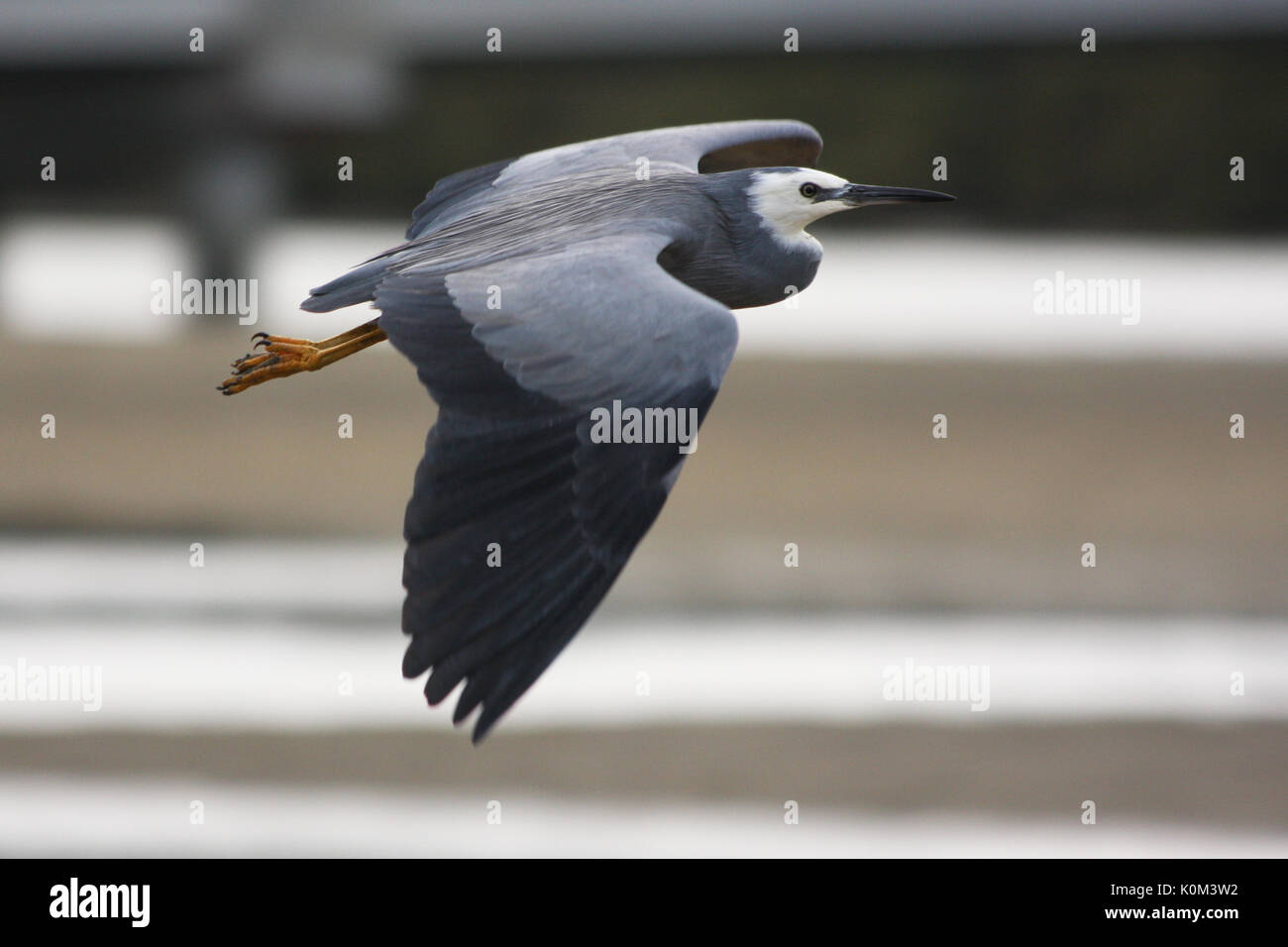 White-faced Heron (Egretta novaehollandiae) Stockfoto