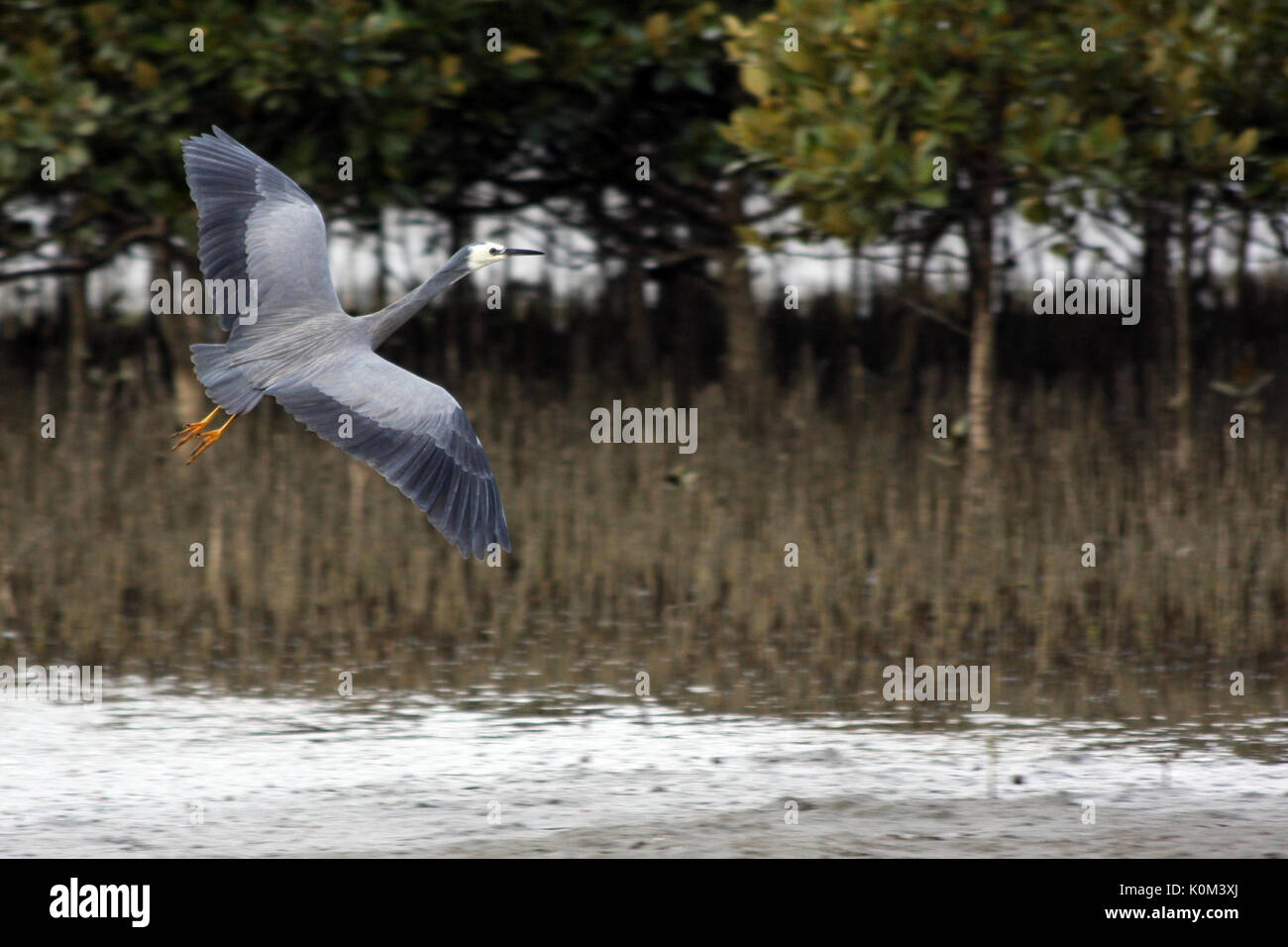 White-faced Heron (Egretta novaehollandiae) Stockfoto