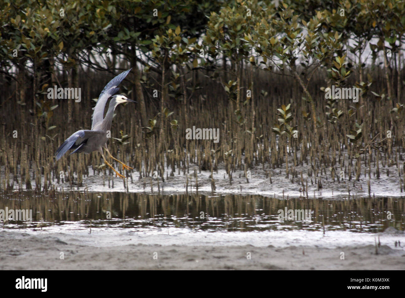 White-faced Heron (Egretta novaehollandiae) Stockfoto