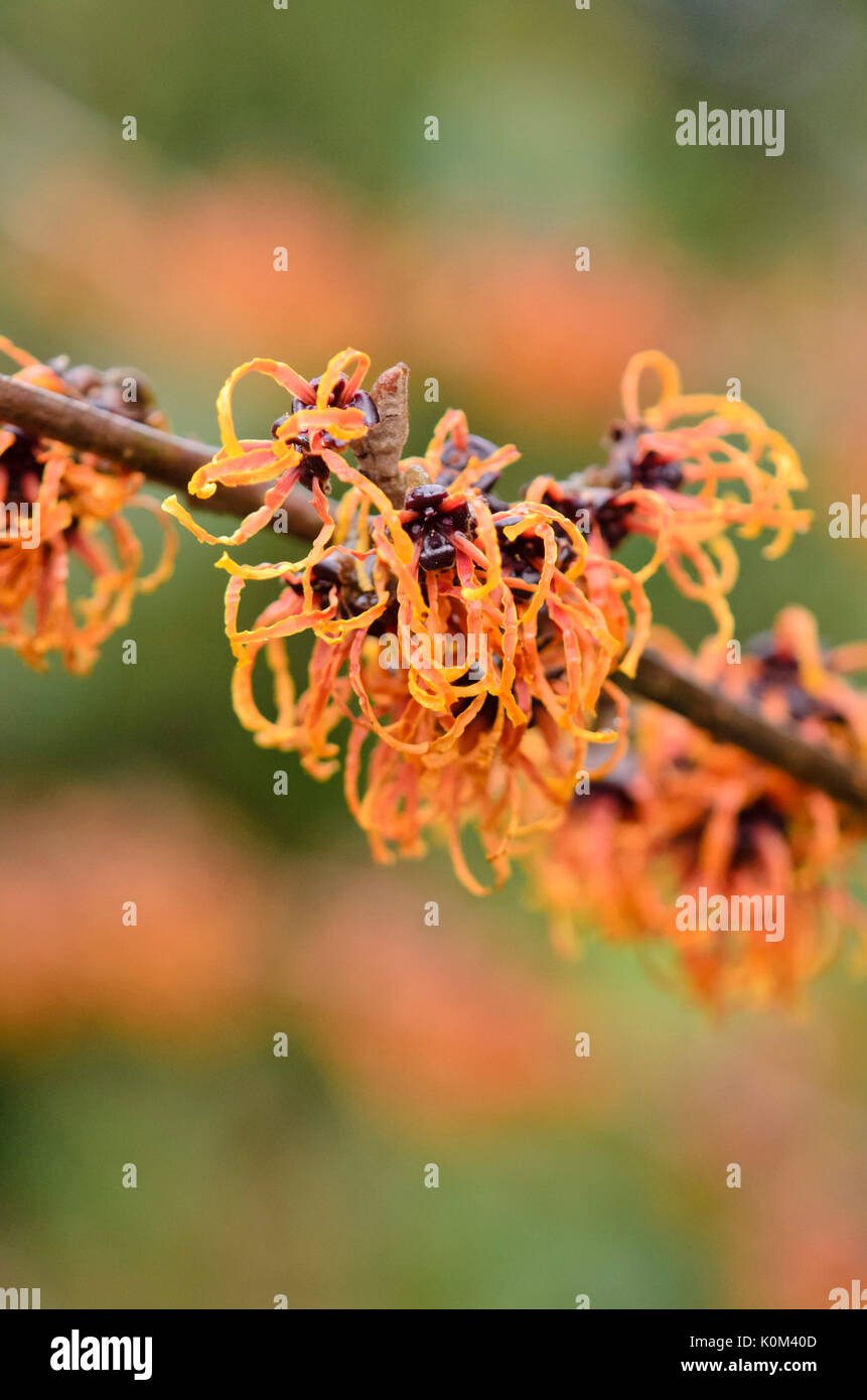 Zaubernuss (hamamelis x intermedia's Spanish spider') Stockfoto