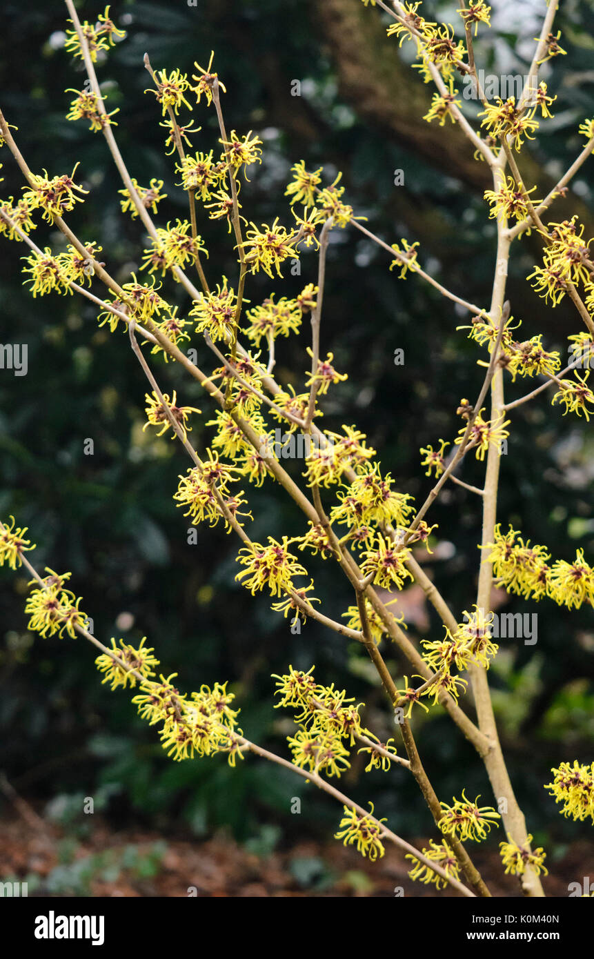 Chinesische Zaubernuss (hamamelis Mollis 'Imperialis") Stockfoto