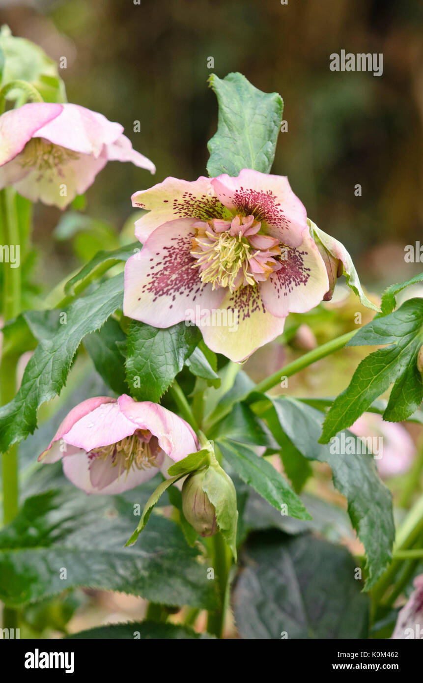 Fastenzeit Rose (Helleborus orientalis) Stockfoto