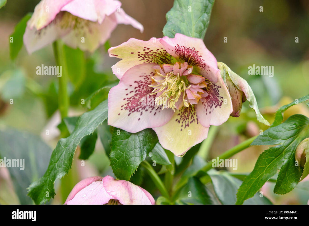 Fastenzeit Rose (Helleborus orientalis) Stockfoto